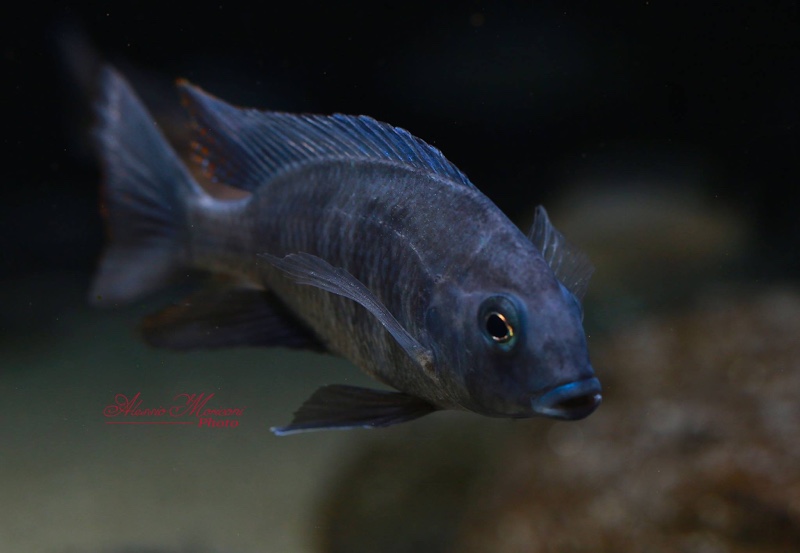 Otopharynx selenurus